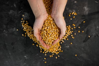 seçici odak, mısır tanelerini tutan kadın elleri