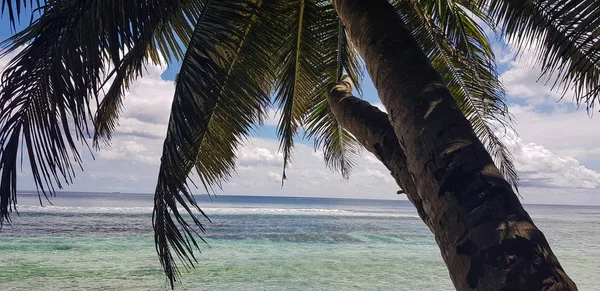 Selektivt fokus, natur med palmer på ön — Stockfoto