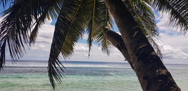 Selective focus, nature with palm trees on the island — Stock Photo, Image