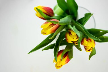 Seçici odak, kadınlar bayramı için sarı-kırmızı laleler