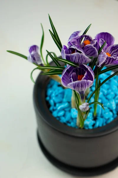 selective focus, home flower, purple crocuses in a dark gray flower pot