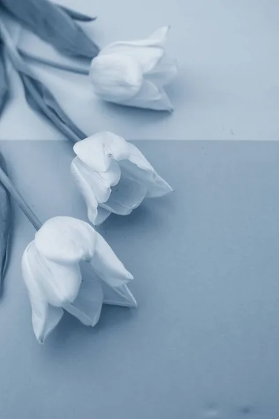 Вибірковий фокус, ніжний тюльпан на кольоровому фоні — стокове фото