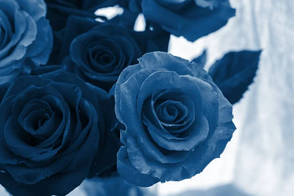 roses with a green stem in a transparent vase on a white curtain in the classic tinted blue, pantone