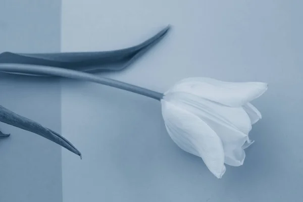 Селективний Фокус Ніжний Тюльпан Кольоровому Фоні Класичному Синьому Тонуванні Пантона — стокове фото