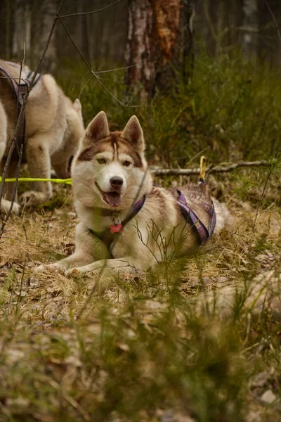 Cão peludo husky em uma caminhada — Fotografia de Stock