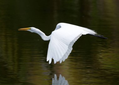 Büyük Egret (ardea alba)