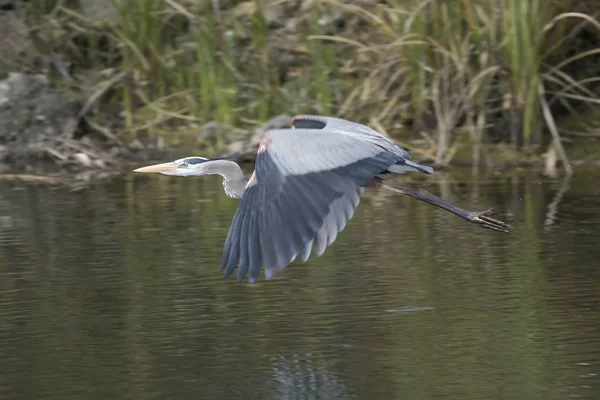 Grand Héron (ardea herodias)) — Photo