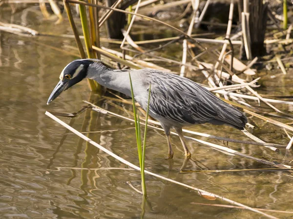 Yellow-crowned night heron (Nyctanassa violacea) — Stock Photo, Image