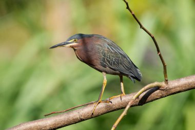 Yeşil balıkçıl (butorides virescens)