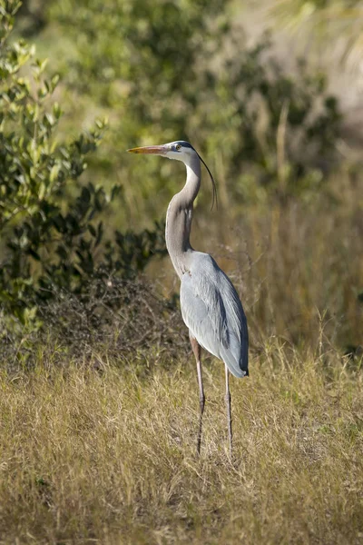 Grand Héron (ardea herodias)) — Photo