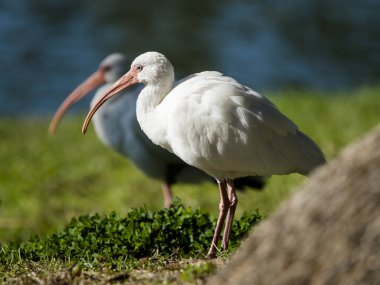 Amerikan AK aynağı (Eudocimus albus)