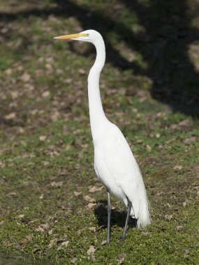 Büyük Egret (ardea alba)