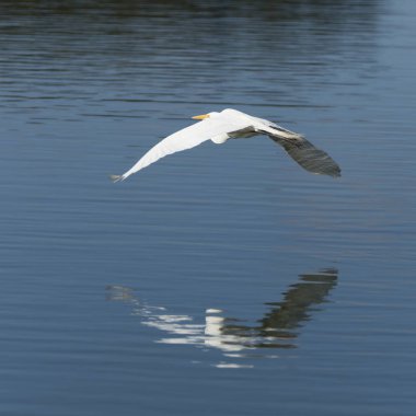 Büyük Egret (ardea alba)