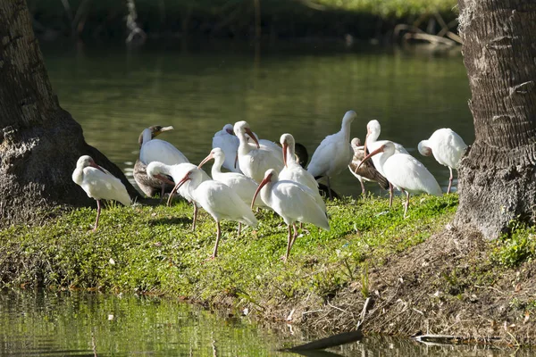 Ibis blanc d'Amérique (Eudocimus albus) ) — Photo