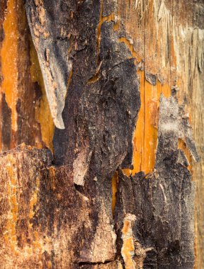 ahşap doku arkaplanı