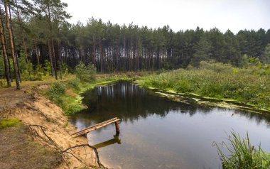 Çam ormanı nehirde