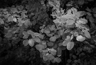 Siyah ve beyaz duman bush