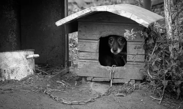 Köpek kulübesinde zincirli
