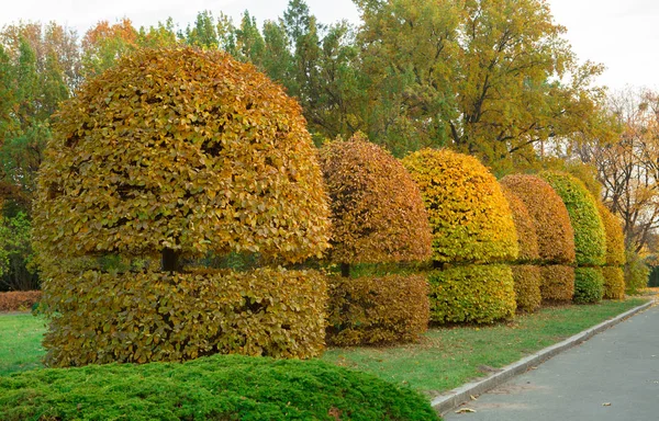 Arbustos amarillos recortados árboles en el parque — Foto de Stock
