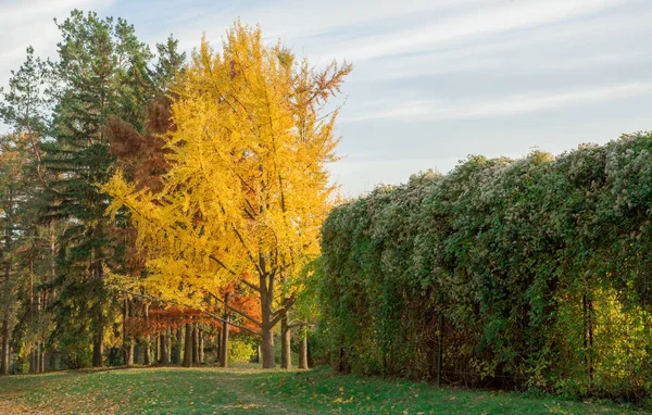 Sarı sonbahar park ağaçlar