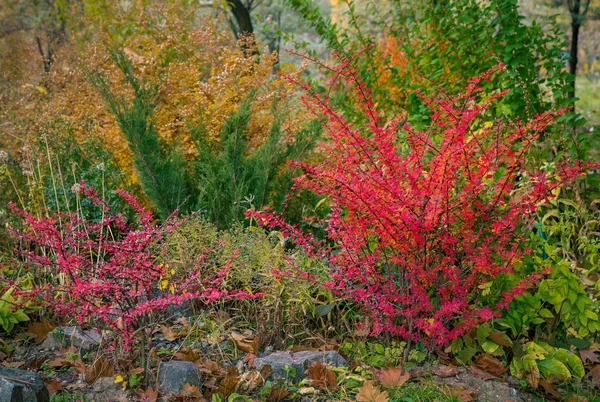 Красный куст барбариса — стоковое фото