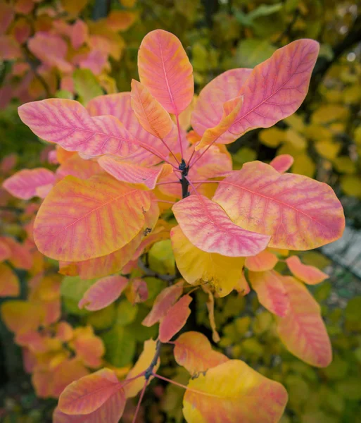 Feuilles de buisson de fumée — Photo