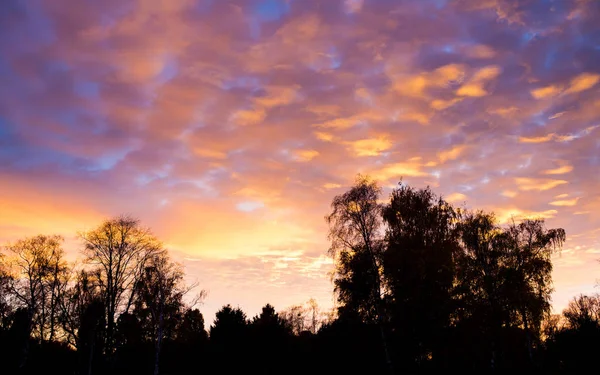 Sunset sky and trees