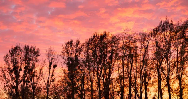 Закат неба и деревья — стоковое фото