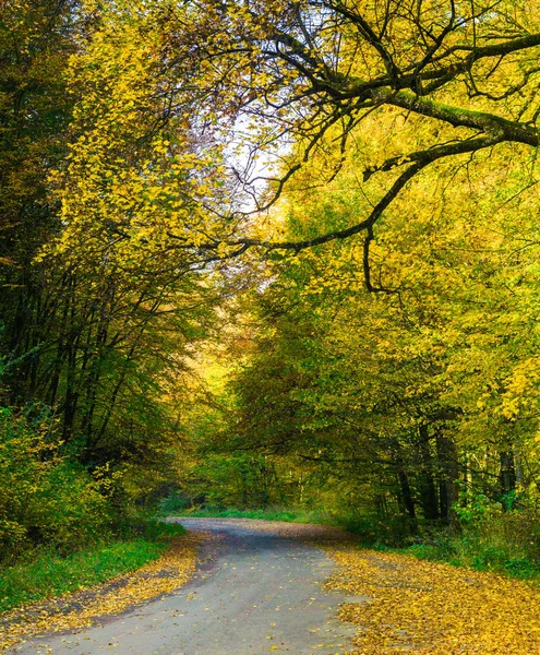 Yol ve sonbahar orman