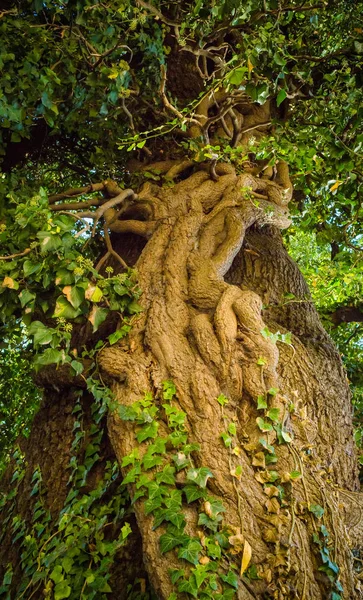 Old big linden tree closeup.