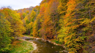 Sonbahar güzel orman ve nehir.