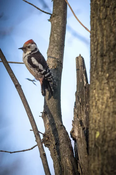 Cute woodpecker on the branch. — Stock Photo, Image
