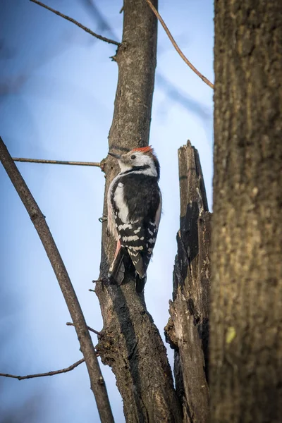 Cute woodpecker on the branch. — Stock Photo, Image