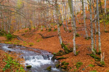 Nehirli sonbahar ormanı