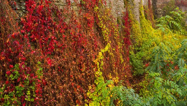Каменная стена с осенними растениями — стоковое фото