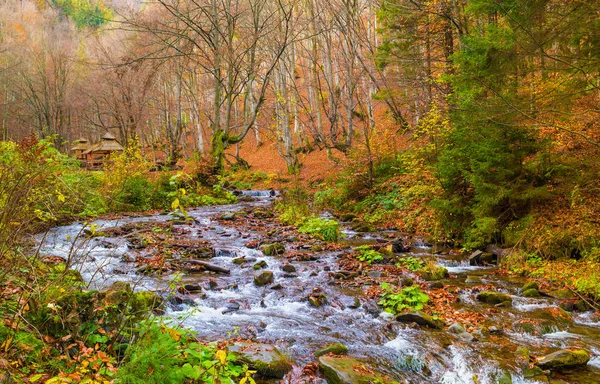 Podzimní les s řekou — Stock fotografie