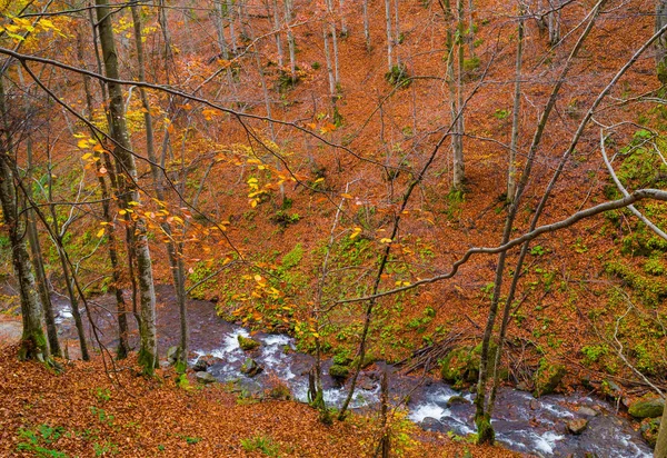 Forêt d'automne avec rivière — Photo