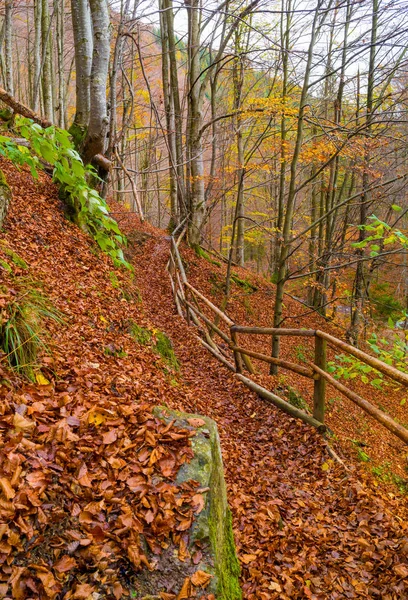 Bosque de otoño con hojas tumbadas en el suelo —  Fotos de Stock