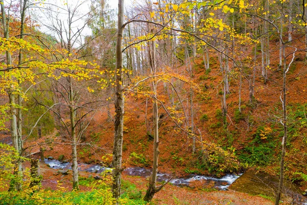 Осінній ліс з річкою — стокове фото