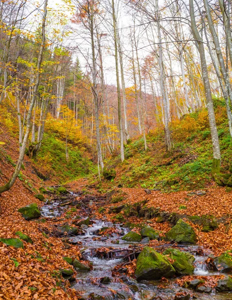Осінній ліс з річкою — стокове фото