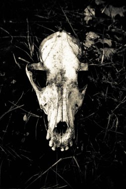 Köpek kafatası üzerinde çim closeup yalan.