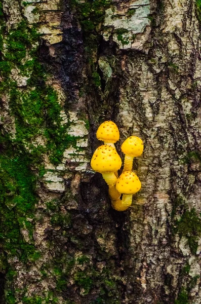 Yellow mushroom Pholiota aurivella on the tree. — Stock Photo, Image