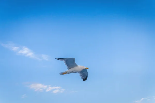 Seagull Flying Blue Sky — Stock Photo, Image
