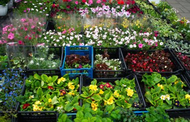 Lviv, Ukrayna - 1 Mayıs 2017: Plantlet sokak Dükkanı 