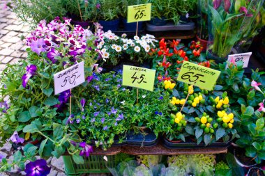 Plantlet ve çiçek sokak Dükkanı. Brno, Çek Cumhuriyeti