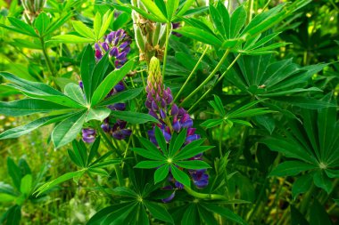 Mor Washington acı bakla çiçekler 