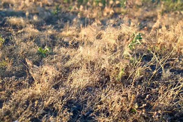 Diferentes Tipos Tiro Hierba Seca Puesta Del Sol Enfoque Selectivo —  Fotos de Stock