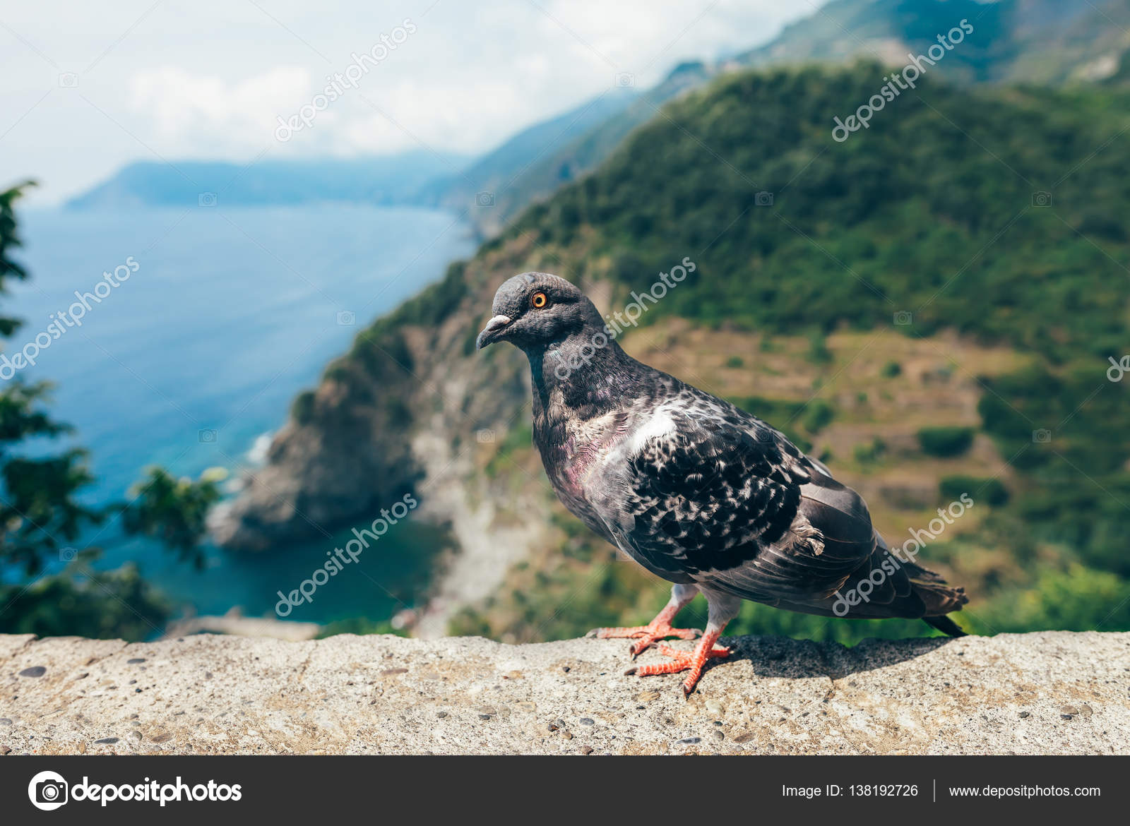 Funny pigeon Stock Photos, Royalty Free Funny pigeon Images | Depositphotos