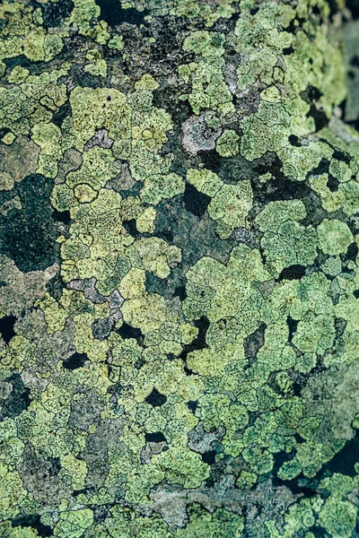 Nature green moss — Stock Photo, Image