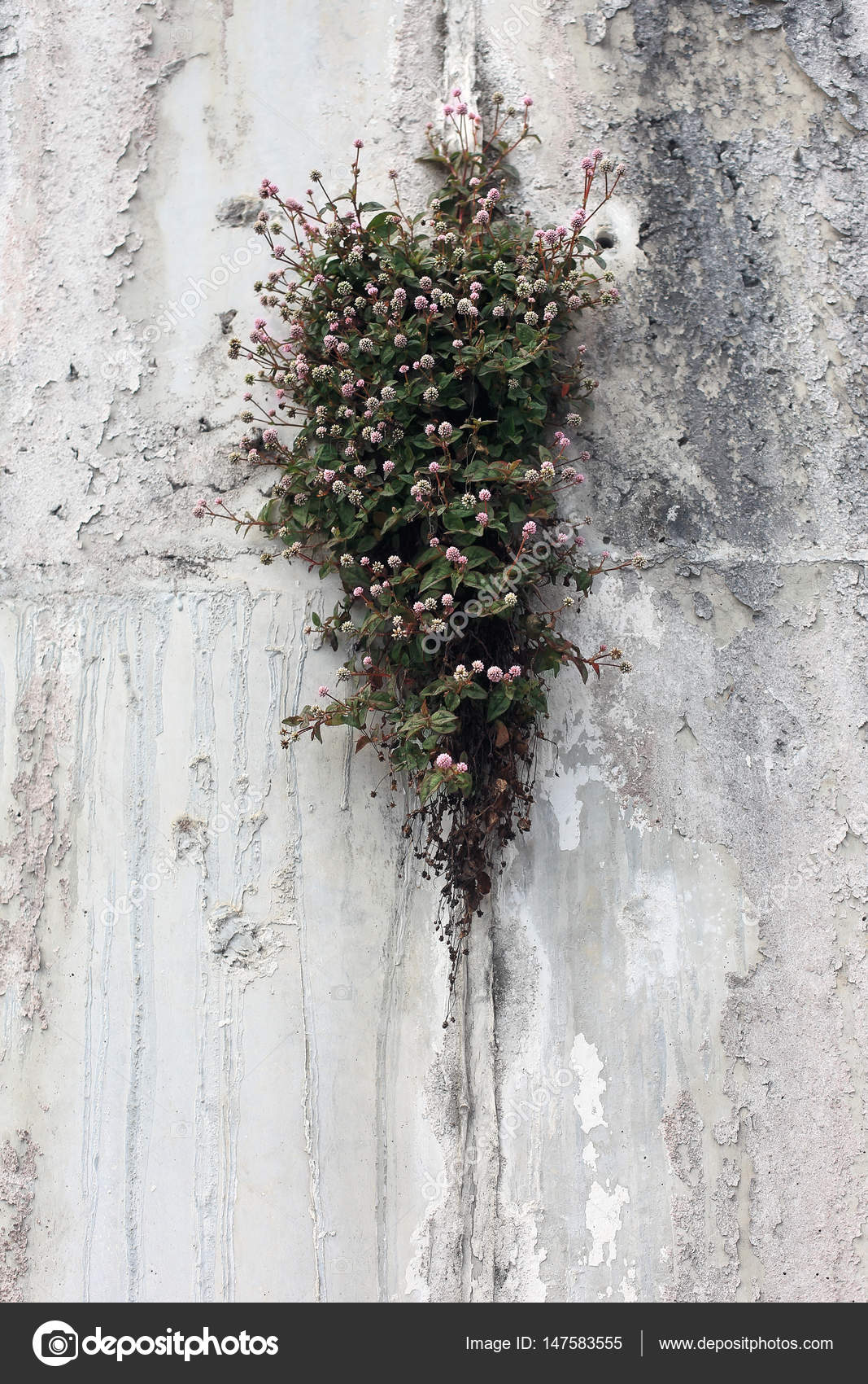 Plant With Flowers In Rock Crevice Stock Photo By C Gladkov